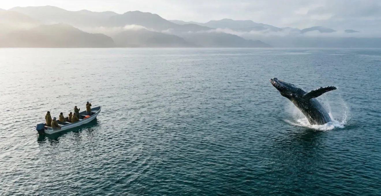 Small eco-tour boat maintaining respectful distance from breaching humpback whale