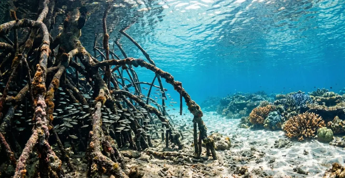 Underwater view showing mangrove roots transitioning into coral reef ecosystem with diverse marine life