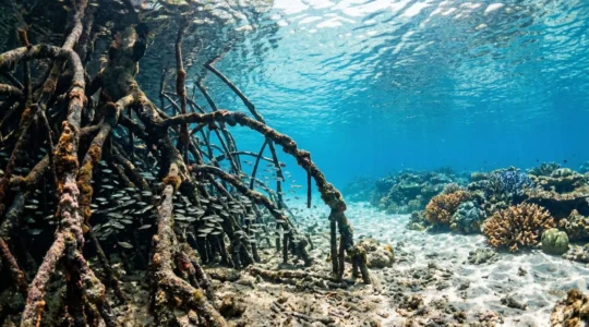 Underwater view showing mangrove roots transitioning into coral reef ecosystem with diverse marine life