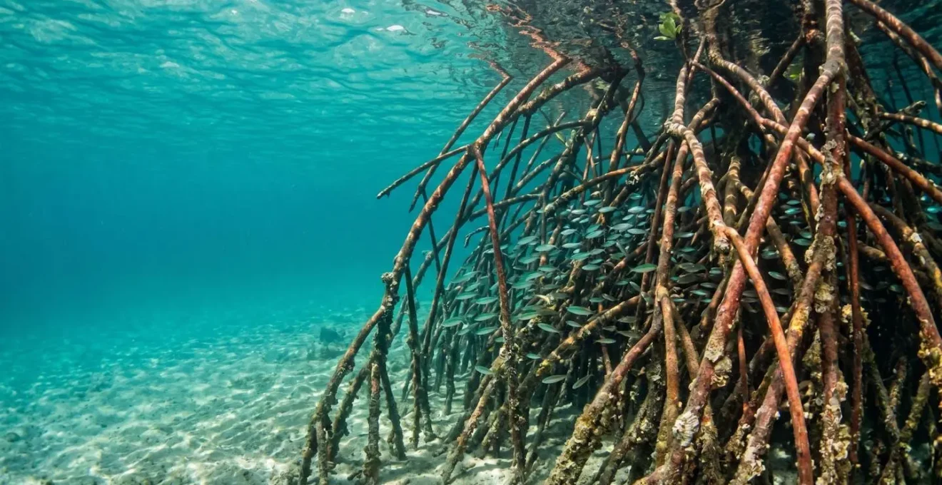 Underwater view of mangrove root system with juvenile fish swimming between roots