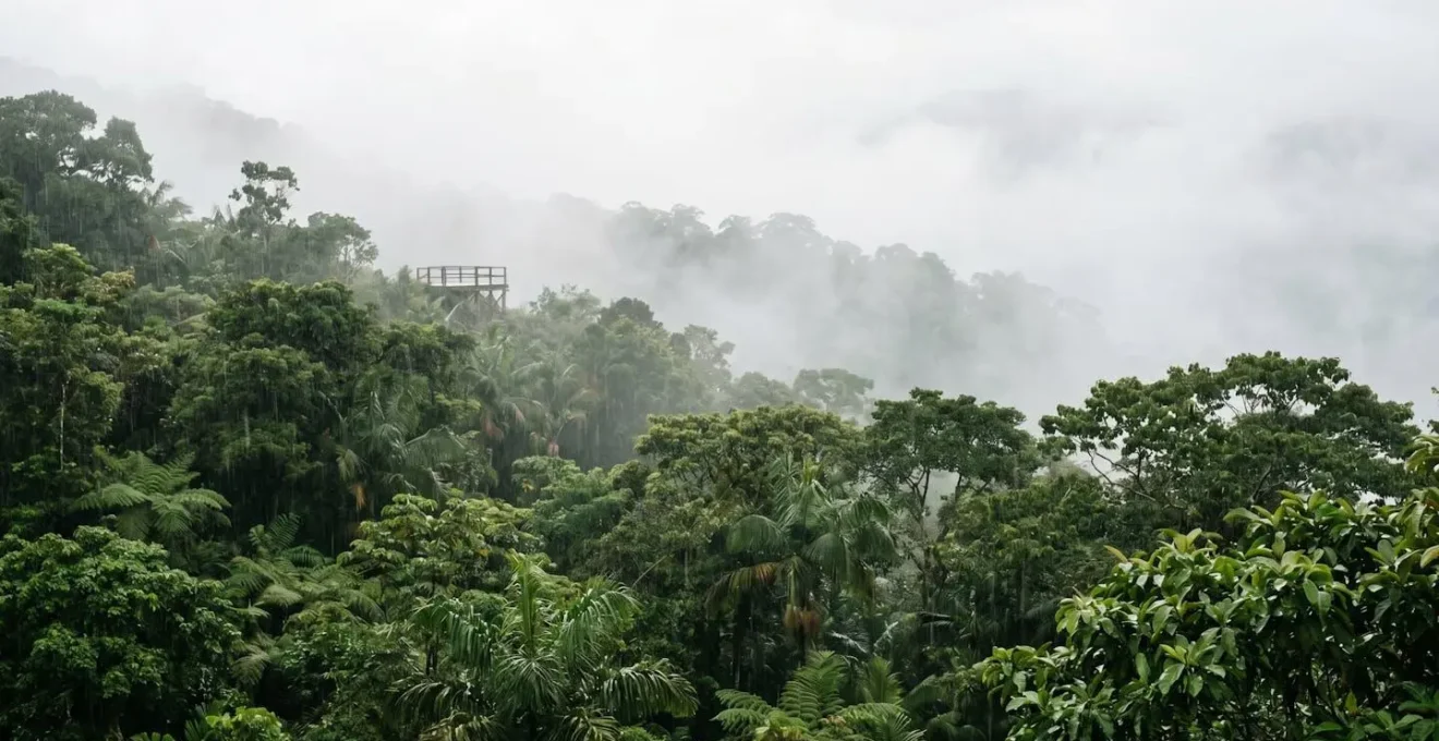 Wide view of rainforest canopy shrouded in mist during gentle rainfall