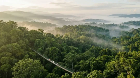 Aerial view of a rainforest canopy with suspended walkways winding through misty treetops