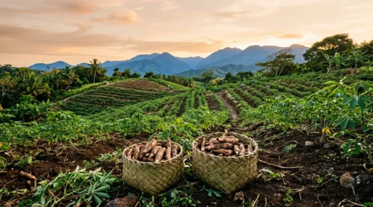 Traditional Taino agricultural scene with farmers harvesting cassava in a conuco field under Caribbean sunlight